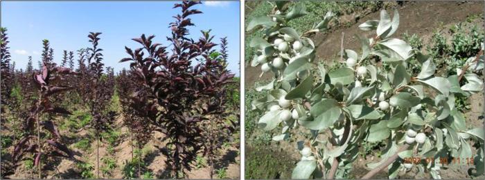 优良城市绿化树种引种驯化、高效繁育及推广应用